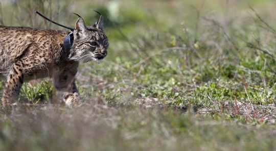 Melihat pelepasan kucing terlangka di dunia ke habitat