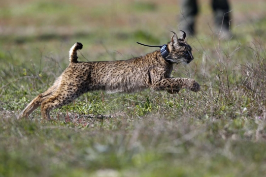 Melihat pelepasan kucing terlangka di dunia ke habitat