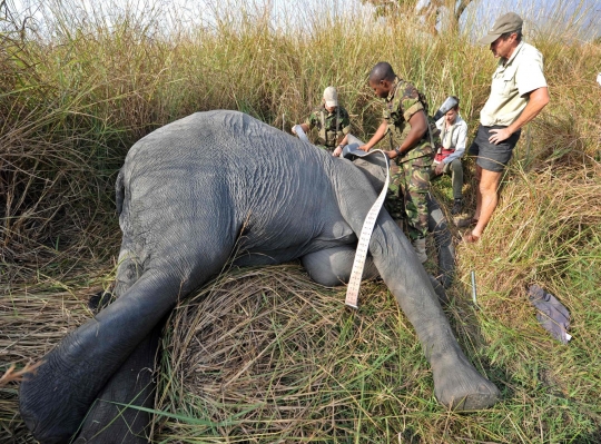 Jaga populasi, gajah-gajah di Kongo dipasangi GPS
