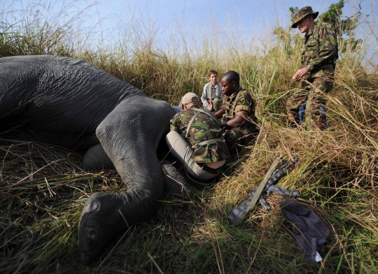 Jaga populasi, gajah-gajah di Kongo dipasangi GPS