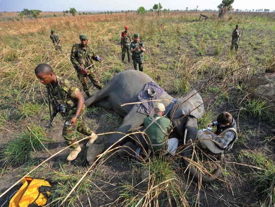 Jaga populasi, gajah-gajah di Kongo dipasangi GPS