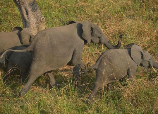 Jaga populasi, gajah-gajah di Kongo dipasangi GPS