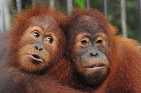 Keceriaan orang utan di Aceh dikembalikan ke alam liar