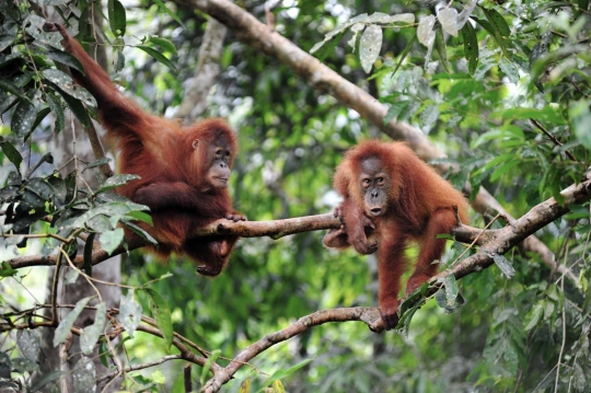 Keceriaan orang utan di Aceh dikembalikan ke alam liar