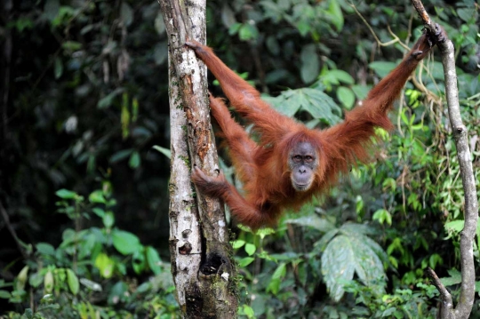 Keceriaan orang utan di Aceh dikembalikan ke alam liar