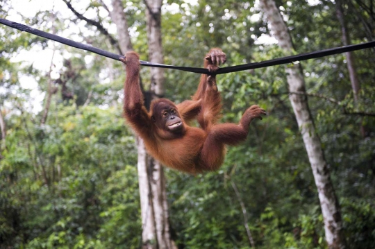 Keceriaan orang utan di Aceh dikembalikan ke alam liar