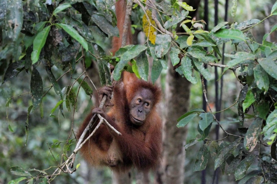 Keceriaan orang utan di Aceh dikembalikan ke alam liar