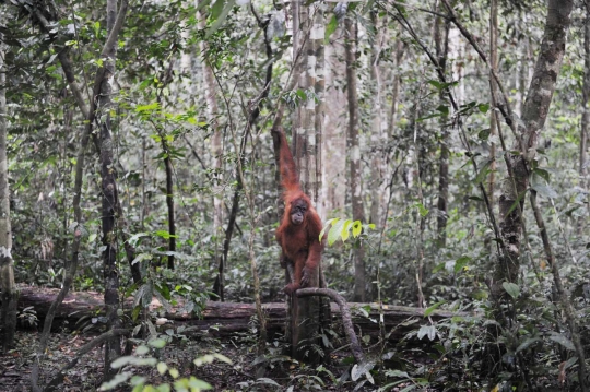 Keceriaan orang utan di Aceh dikembalikan ke alam liar