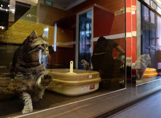 Mengunjungi hotel kucing super mewah di Singapura