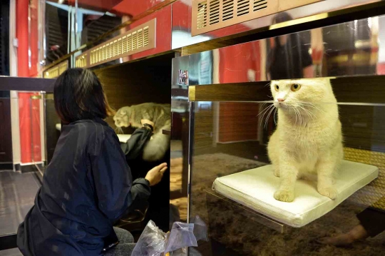 Mengunjungi hotel kucing super mewah di Singapura
