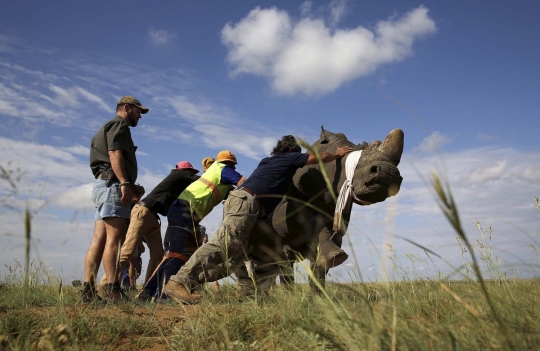 Cegah kepunahan, cula badak hitam Afrika Selatan dipotong massal