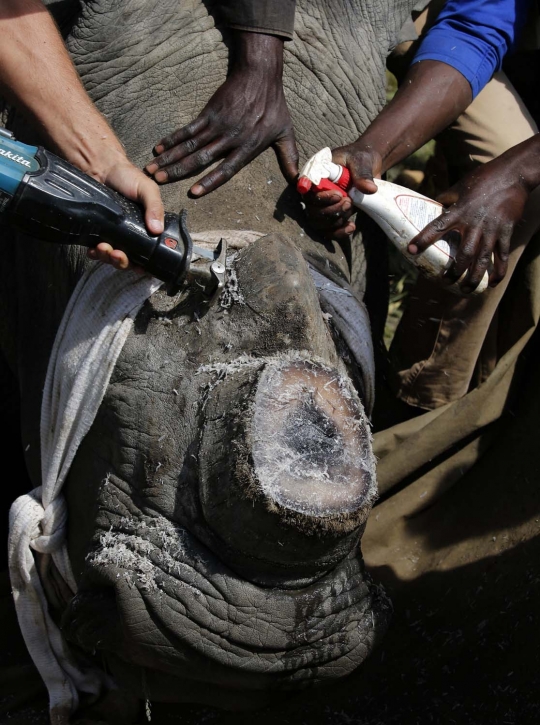 Cegah kepunahan, cula badak hitam Afrika Selatan dipotong massal