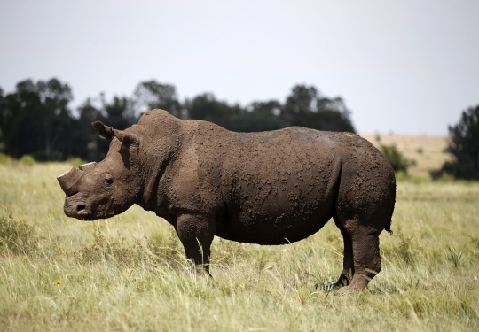 Cegah kepunahan, cula badak hitam Afrika Selatan dipotong massal