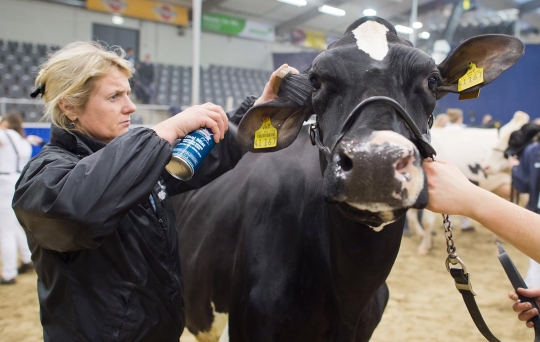 Lady Gaga, sapi paling cantik di Jerman