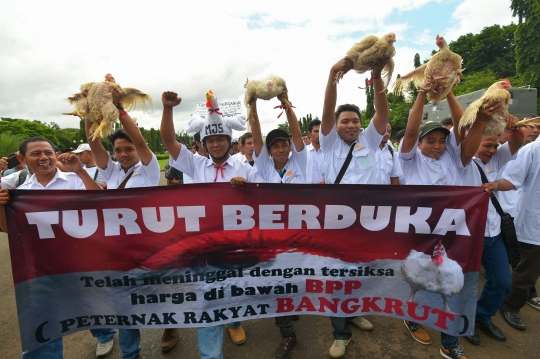 Harga ayam anjlok, ribuan peternak demo di depan Istana