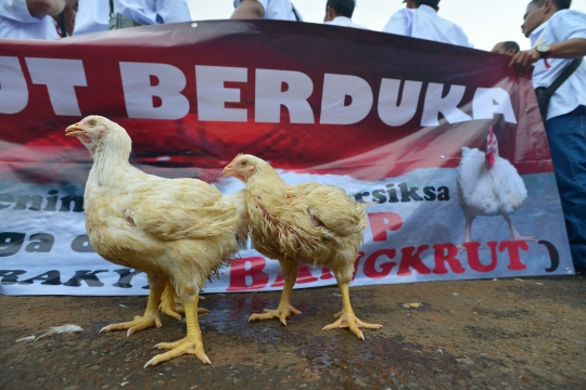 Harga ayam anjlok, ribuan peternak demo di depan Istana