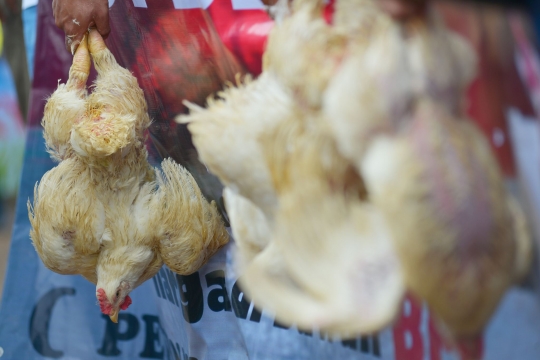 Harga ayam anjlok, ribuan peternak demo di depan Istana