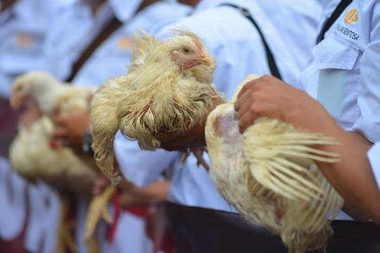 Harga ayam anjlok, ribuan peternak demo di depan Istana