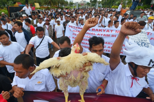 Harga ayam anjlok, ribuan peternak demo di depan Istana