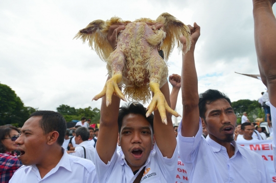 Harga ayam anjlok, ribuan peternak demo di depan Istana