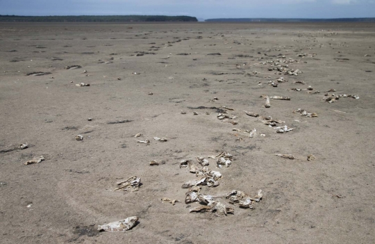 Penampakan danau di Afrika kering hingga menyisakan bangkai ikan