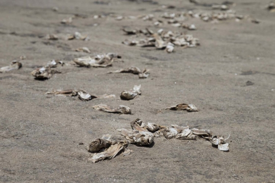 Penampakan danau di Afrika kering hingga menyisakan bangkai ikan