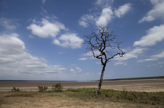 Penampakan danau di Afrika kering hingga menyisakan bangkai ikan