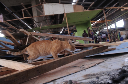 Penggusuran ratusan bangunan liar di kolong Tol Pluit