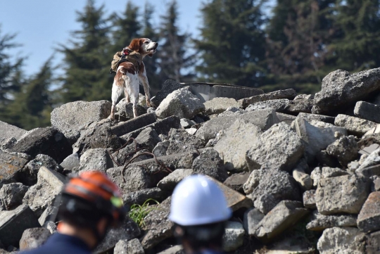 Kisah anjing Gonta yang ikut selamatkan korban Tsunami Jepang