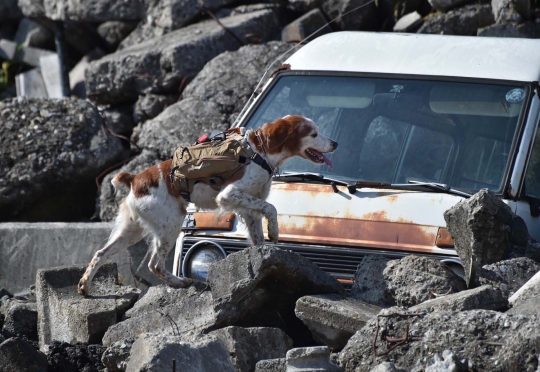 Kisah anjing Gonta yang ikut selamatkan korban Tsunami Jepang