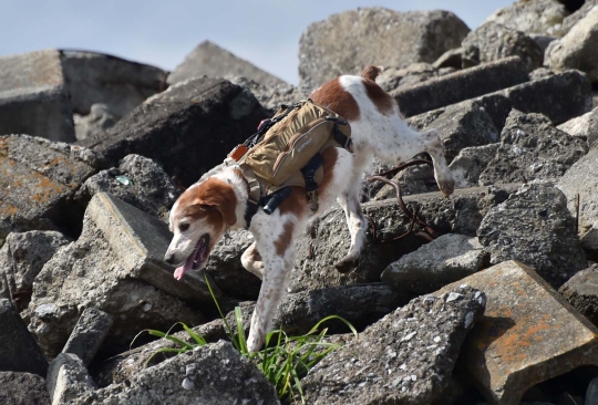 Kisah anjing Gonta yang ikut selamatkan korban Tsunami Jepang