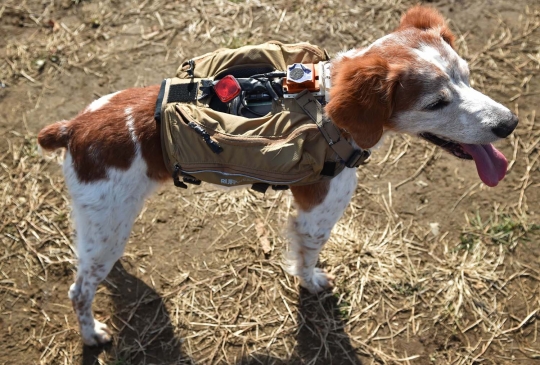 Kisah anjing Gonta yang ikut selamatkan korban Tsunami Jepang