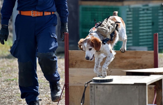 Kisah anjing Gonta yang ikut selamatkan korban Tsunami Jepang