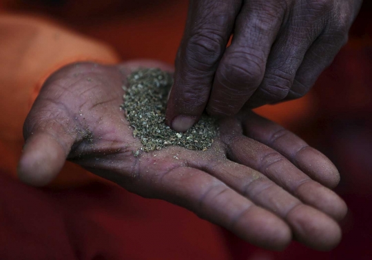 Festival hindu ini gunakan ganja sebagai ritual persembahan