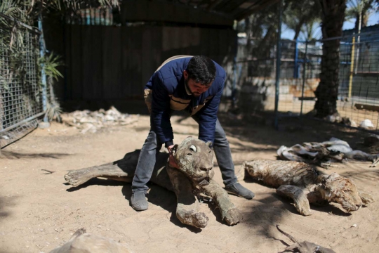 Mirisnya kebun bangkai binatang di Gaza