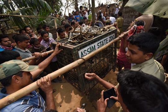 Masuk sumur, macan tutul ini hebohkan warga India