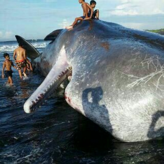 Ini wujud mamalia laut raksasa yang terdampar di pantai Bali