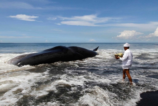 Ini wujud mamalia laut raksasa yang terdampar di pantai Bali