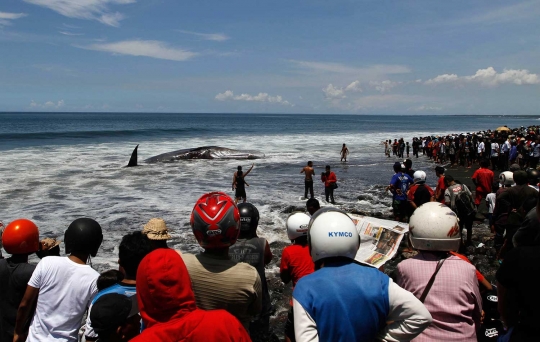 Ini wujud mamalia laut raksasa yang terdampar di pantai Bali