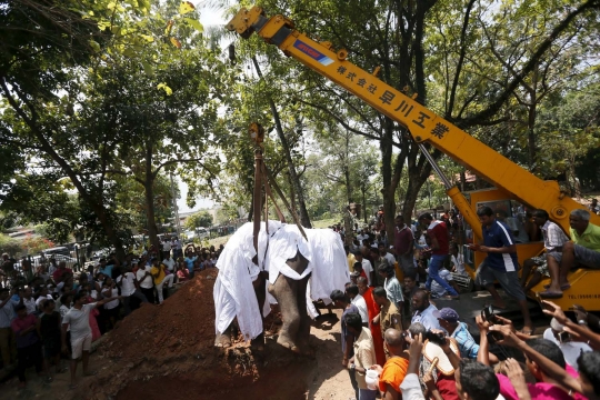 Pemakaman gajah di Sri Lanka ini diwarnai isak tangis