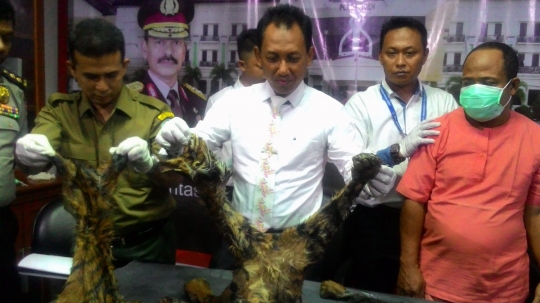 Polda Aceh gagalkan perdagangan kulit harimau Sumatera