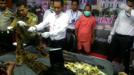 Polda Aceh gagalkan perdagangan kulit harimau Sumatera