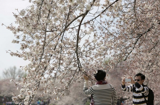 Musim semi, bunga sakura bermekaran di Washington