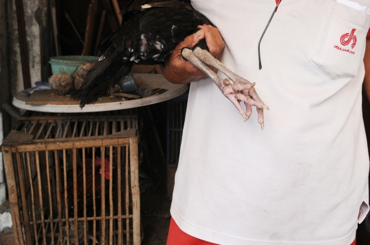 Penyemprotan vaksin flu burung di Utan Kayu