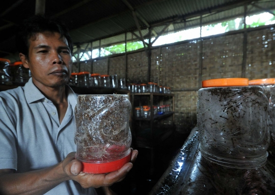 Melihat budidaya kroto dan ulat Hong Kong di Bogor