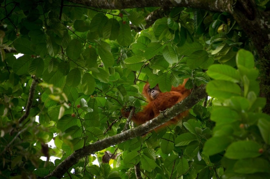 Berburu orang utan di hutan Aceh