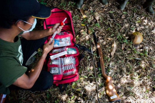 Berburu orang utan di hutan Aceh