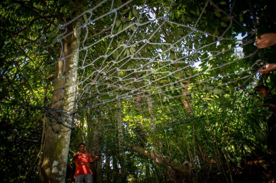 Berburu orang utan di hutan Aceh