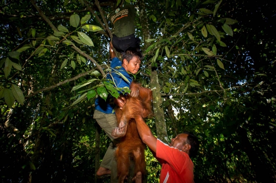 Berburu orang utan di hutan Aceh