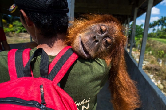 Berburu orang utan di hutan Aceh